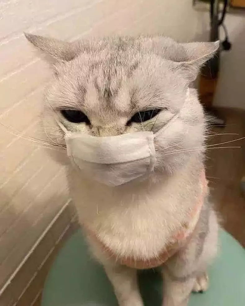 10 Penampakan kucing pakai masker Instagram