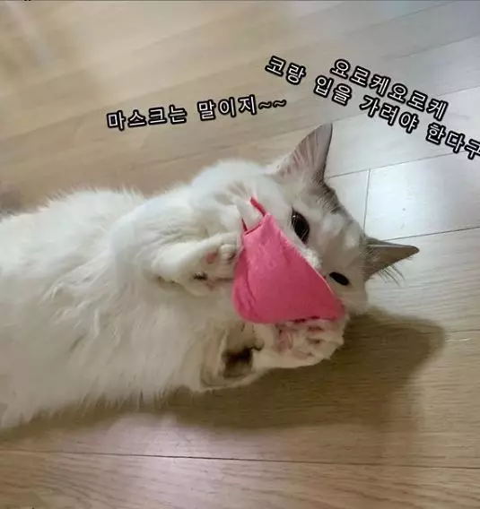 10 Penampakan kucing pakai masker Instagram