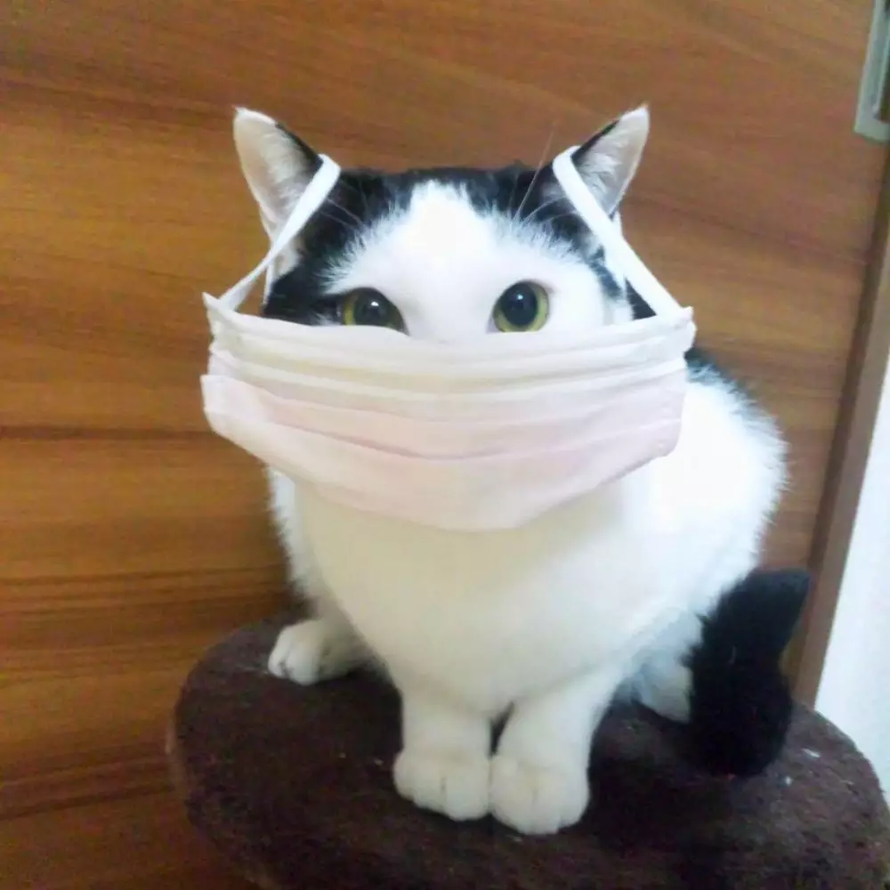 10 Penampakan kucing pakai masker Instagram
