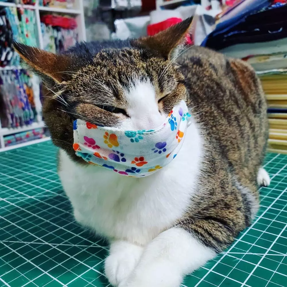 10 Penampakan kucing pakai masker Instagram