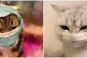 10 Penampakan kucing pakai masker ini bikin gemas sekaligus ngakak