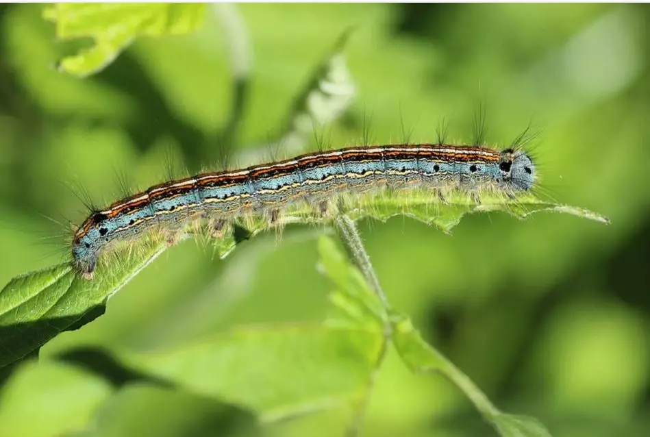 Metamorfosis kupu-kupu pixabay Metamorfosis kupu-kupu pixabay