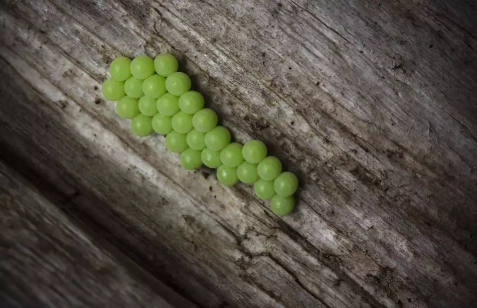 Metamorfosis kupu-kupu pixabay Metamorfosis kupu-kupu pixabay