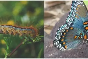 Metamorfosis kupu-kupu, penjelasan, jenis, tahapan, dan gambarnya