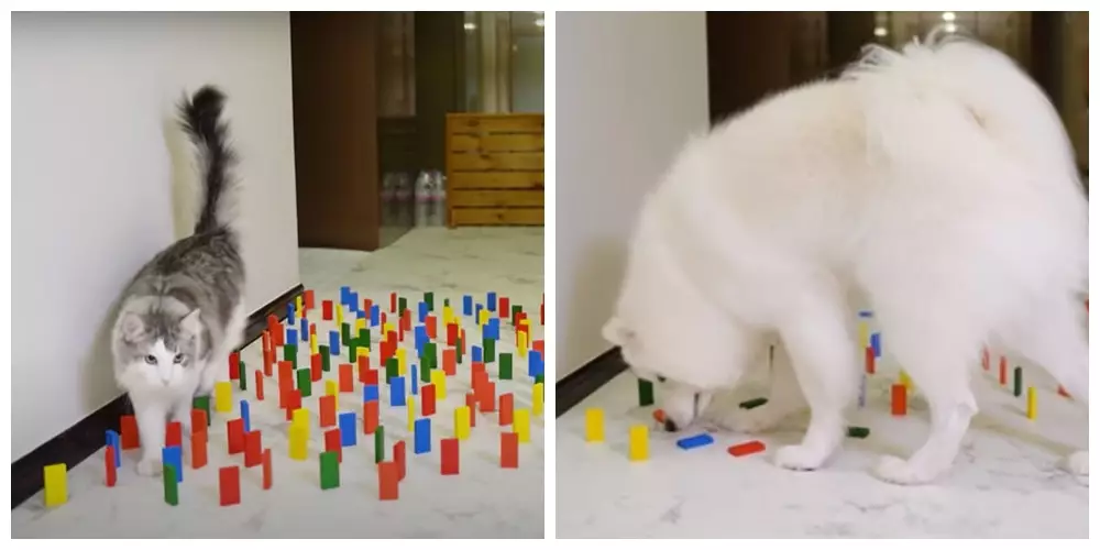 Potret ini buktikan kucing bisa jadi mata-mata Berbagai sumber Potret ini buktikan kucing bisa jadi mata-mata Berbagai sumber