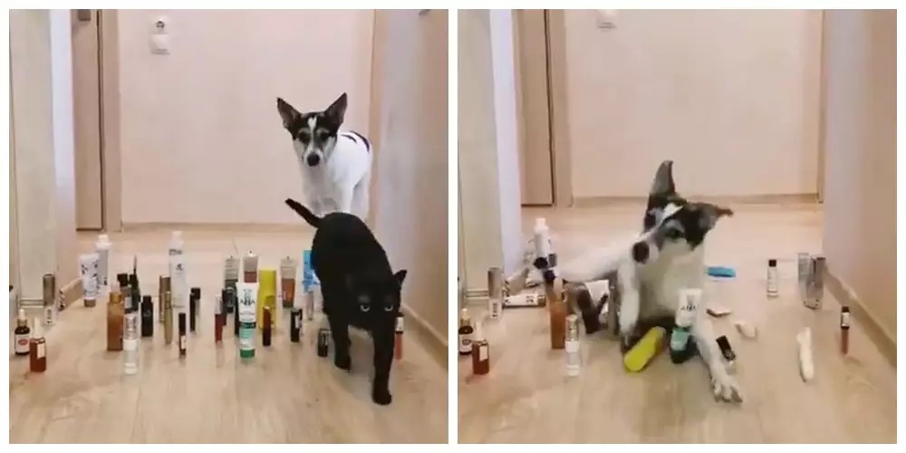 Potret ini buktikan kucing bisa jadi mata-mata Berbagai sumber Potret ini buktikan kucing bisa jadi mata-mata Berbagai sumber