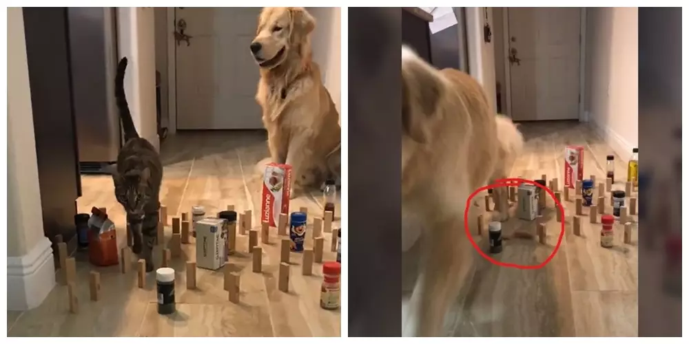 Potret ini buktikan kucing bisa jadi mata-mata Berbagai sumber Potret ini buktikan kucing bisa jadi mata-mata Berbagai sumber