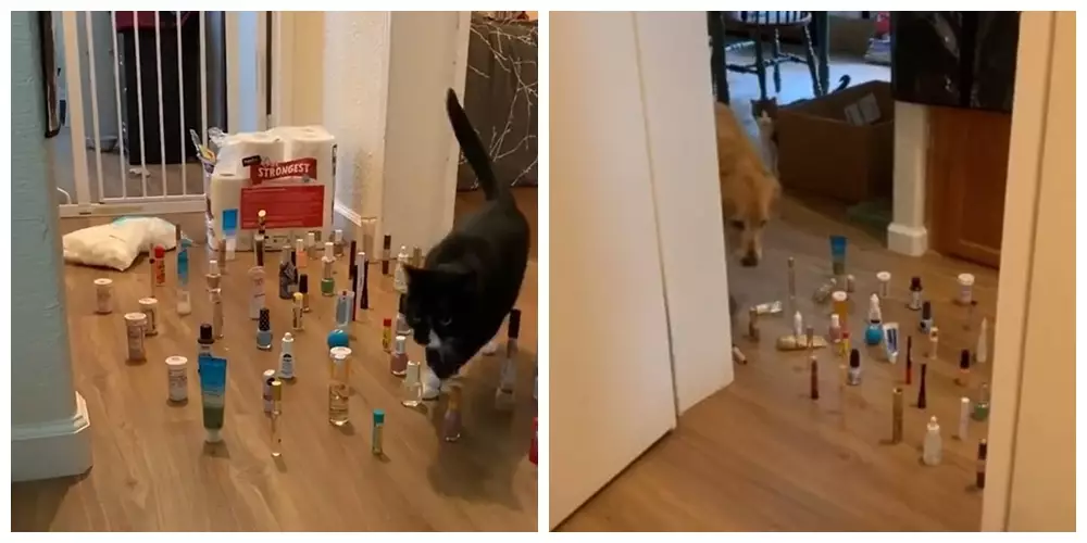 Potret ini buktikan kucing bisa jadi mata-mata Berbagai sumber Potret ini buktikan kucing bisa jadi mata-mata Berbagai sumber