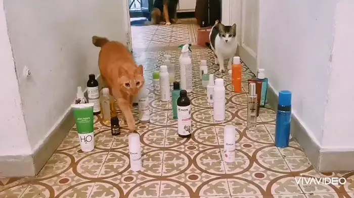 Potret ini buktikan kucing bisa jadi mata-mata Berbagai sumber Potret ini buktikan kucing bisa jadi mata-mata Berbagai sumber