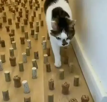 Potret ini buktikan kucing bisa jadi mata-mata Berbagai sumber Potret ini buktikan kucing bisa jadi mata-mata Berbagai sumber