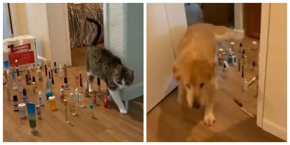 Potret ini buktikan kucing bisa jadi mata-mata Berbagai sumber Potret ini buktikan kucing bisa jadi mata-mata Berbagai sumber