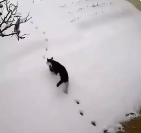 Potret ini buktikan kucing bisa jadi mata-mata Berbagai sumber Potret ini buktikan kucing bisa jadi mata-mata Berbagai sumber