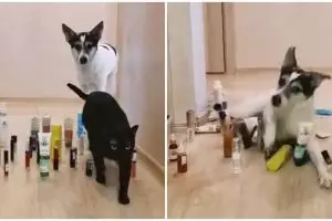 10 Potret kucing ternyata bisa jadi mata-mata ini kocak