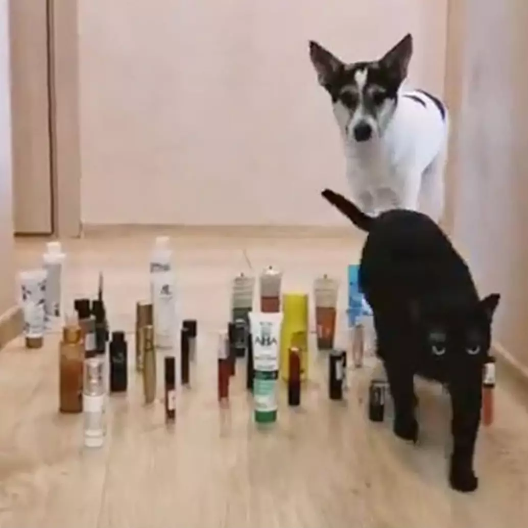 10 Potret kucing ternyata bisa jadi mata-mata ini kocak