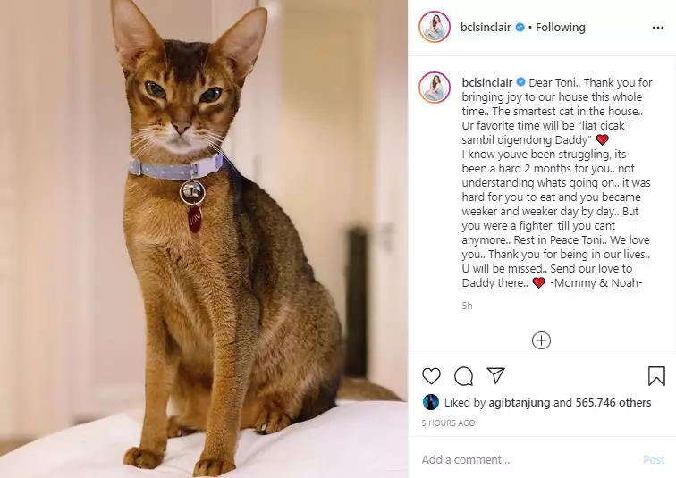 Kucing kesayangan almarhum Ashraf Sinclair mati Instagram Kucing kesayangan almarhum Ashraf Sinclair mati Instagram