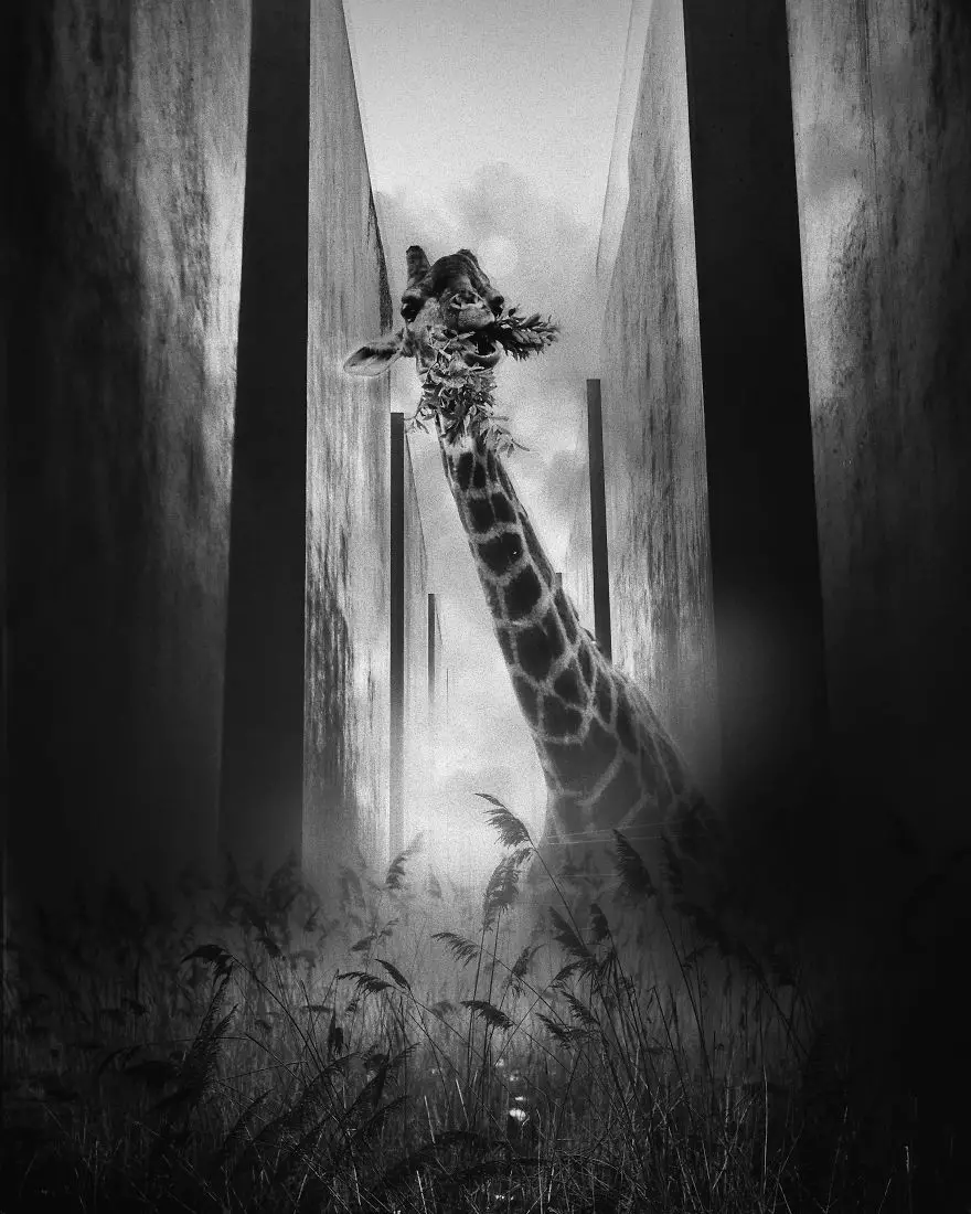 Gambaran jika karantina tidak pernah berakhir  boredpanda