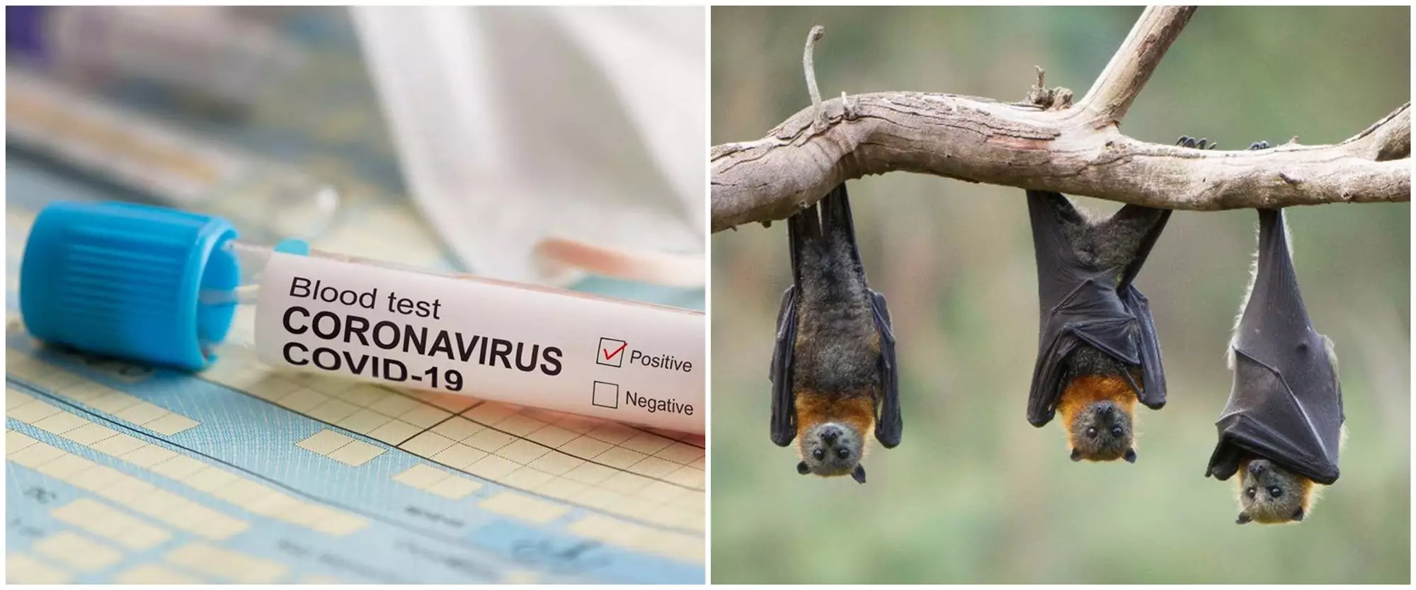 AS laporkan 50.439 kematian akibat virus corona