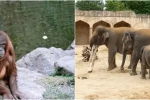 Ogah terpuruk akibat corona, kebun binatang ini tawarkan tur virtual