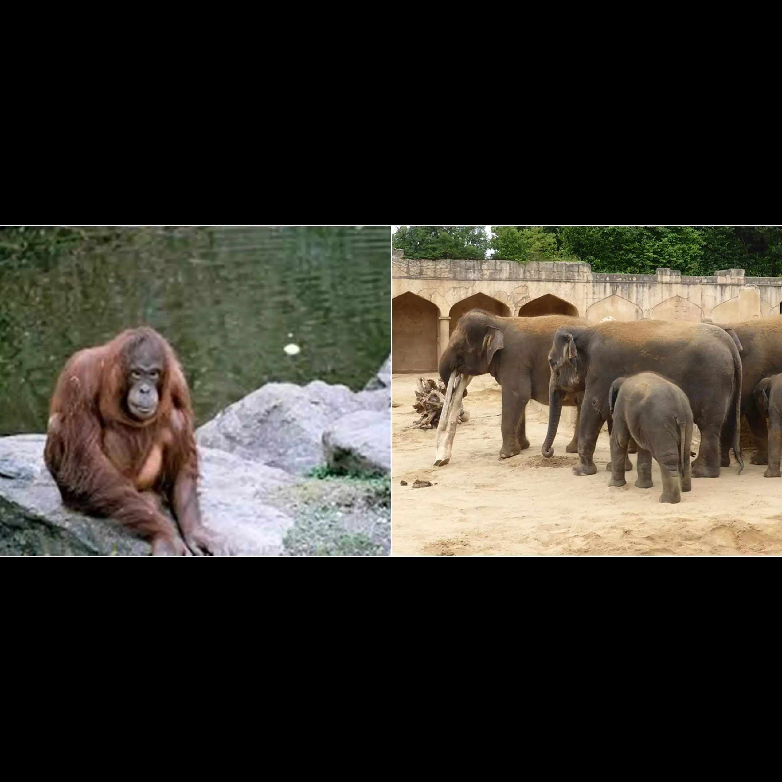 Ogah terpuruk akibat corona, kebun binatang ini tawarkan tur virtual