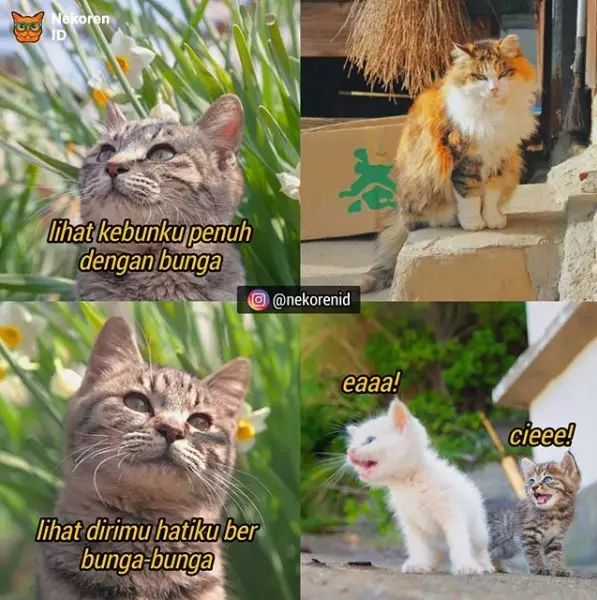 Meme kucing sedang jatuh cinta Berbagai sumber Meme kucing sedang jatuh cinta Berbagai sumber