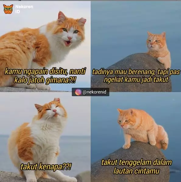 Meme kucing sedang jatuh cinta Berbagai sumber Meme kucing sedang jatuh cinta Berbagai sumber