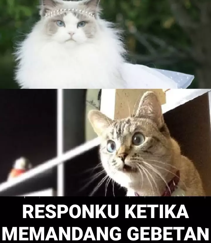 Meme kucing sedang jatuh cinta Berbagai sumber Meme kucing sedang jatuh cinta Berbagai sumber