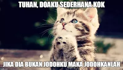 Meme kucing sedang jatuh cinta Berbagai sumber Meme kucing sedang jatuh cinta Berbagai sumber