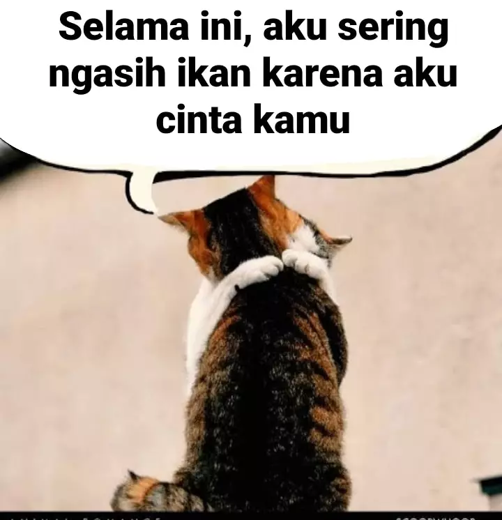 Meme kucing sedang jatuh cinta Berbagai sumber Meme kucing sedang jatuh cinta Berbagai sumber
