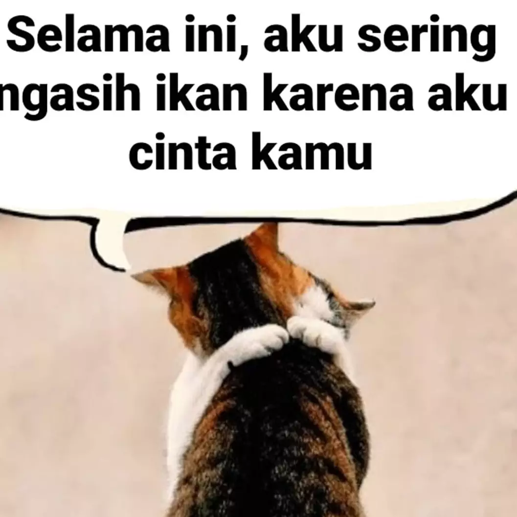 10 Meme kucing sedang jatuh cinta, romantis banget