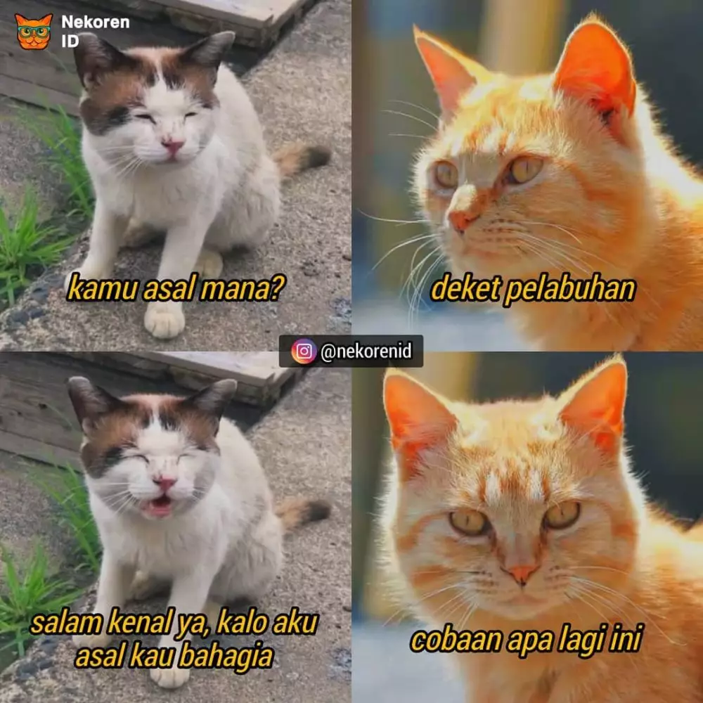 Meme gombalan kucing oren instagram Meme gombalan kucing oren instagram