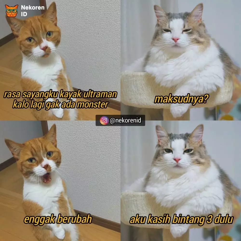 Meme gombalan kucing oren instagram Meme gombalan kucing oren instagram