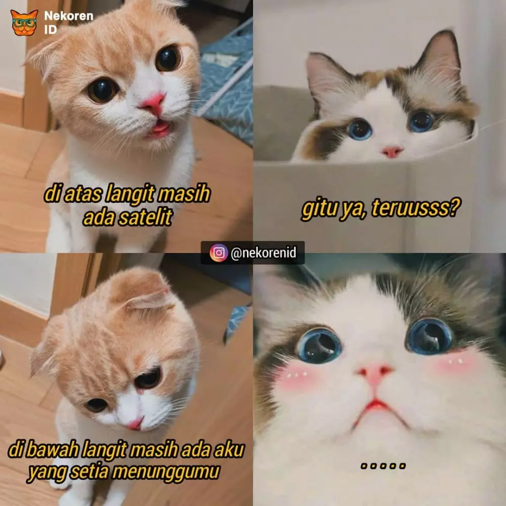 Meme gombalan kucing oren instagram Meme gombalan kucing oren instagram