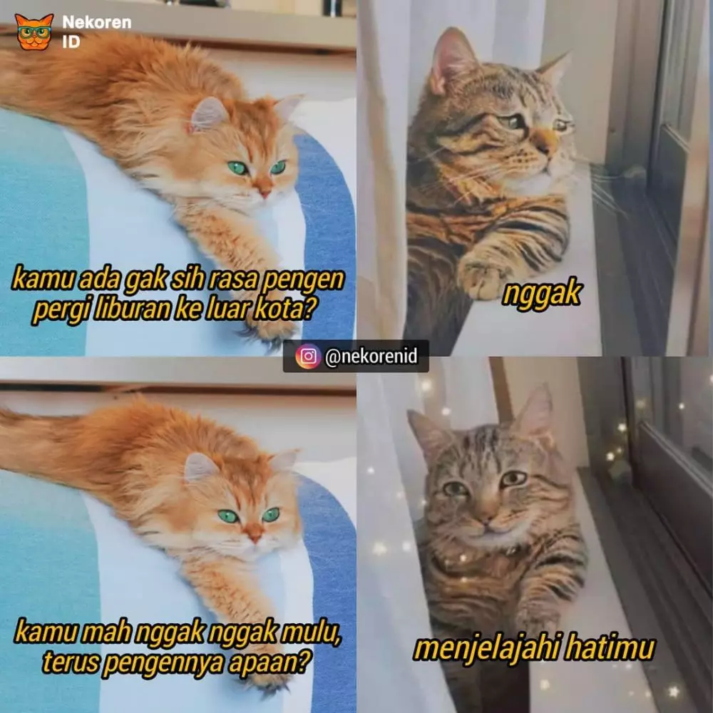 Meme gombalan kucing oren instagram Meme gombalan kucing oren instagram