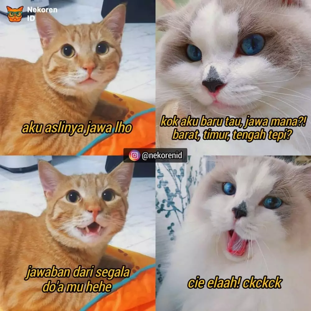 Meme gombalan kucing oren instagram Meme gombalan kucing oren instagram