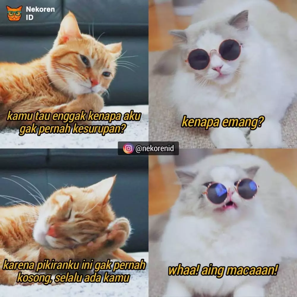 Meme gombalan kucing oren instagram Meme gombalan kucing oren instagram