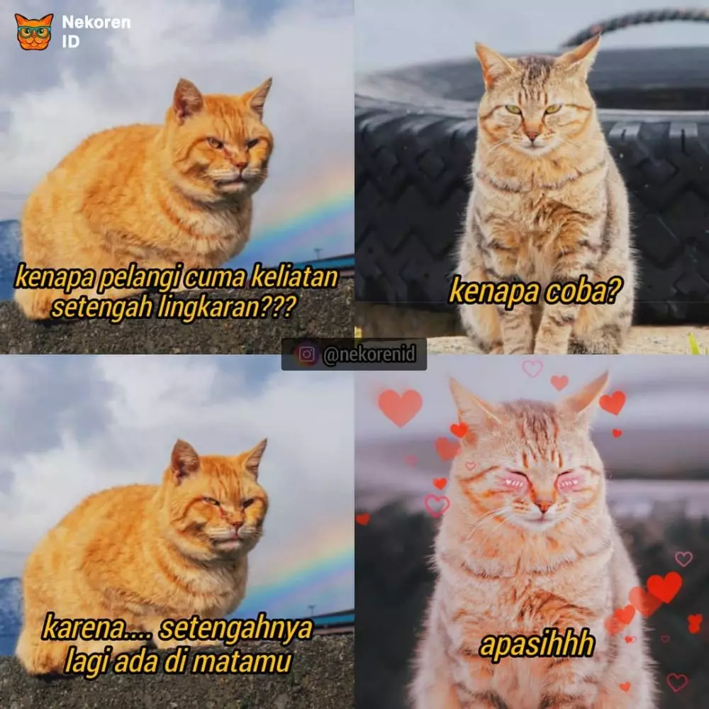 Meme gombalan kucing oren instagram Meme gombalan kucing oren instagram