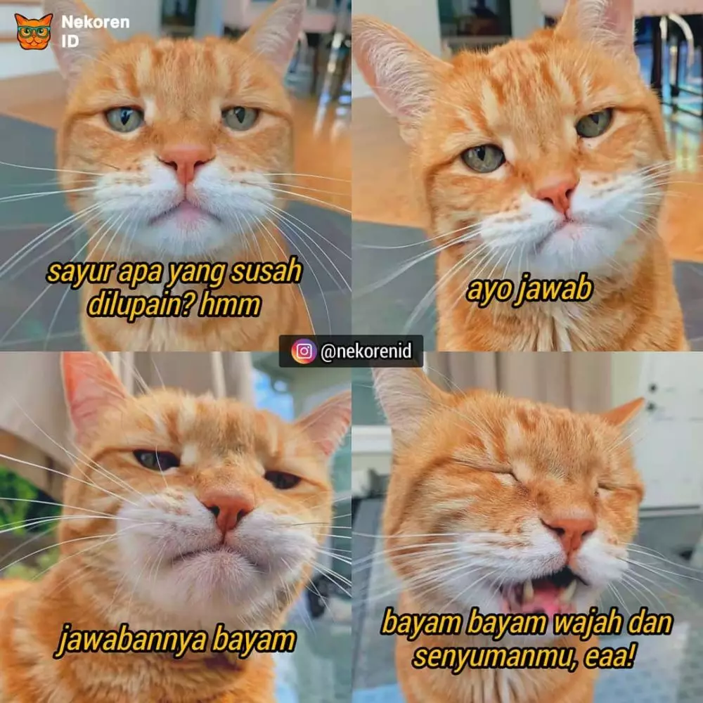 Meme gombalan kucing oren instagram Meme gombalan kucing oren instagram