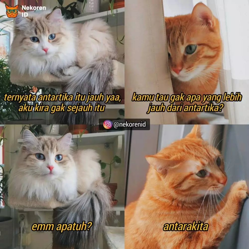 Meme gombalan kucing oren instagram Meme gombalan kucing oren instagram