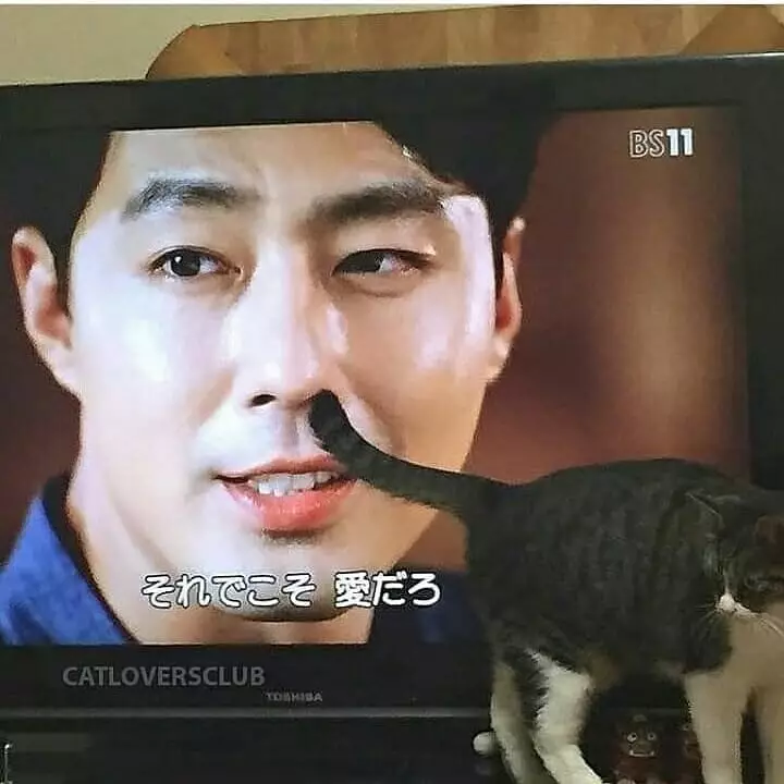 Momen pas kucing di depan TV Berbagai sumber