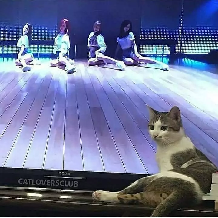 Momen pas kucing di depan TV Berbagai sumber