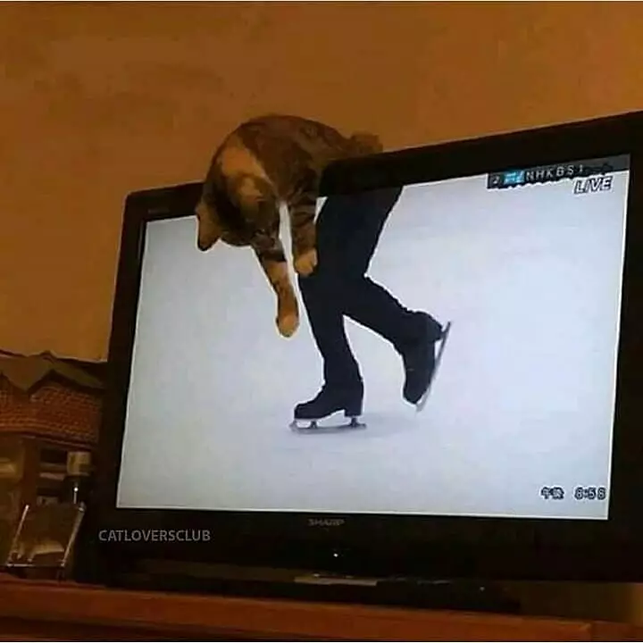 Momen pas kucing di depan TV Berbagai sumber