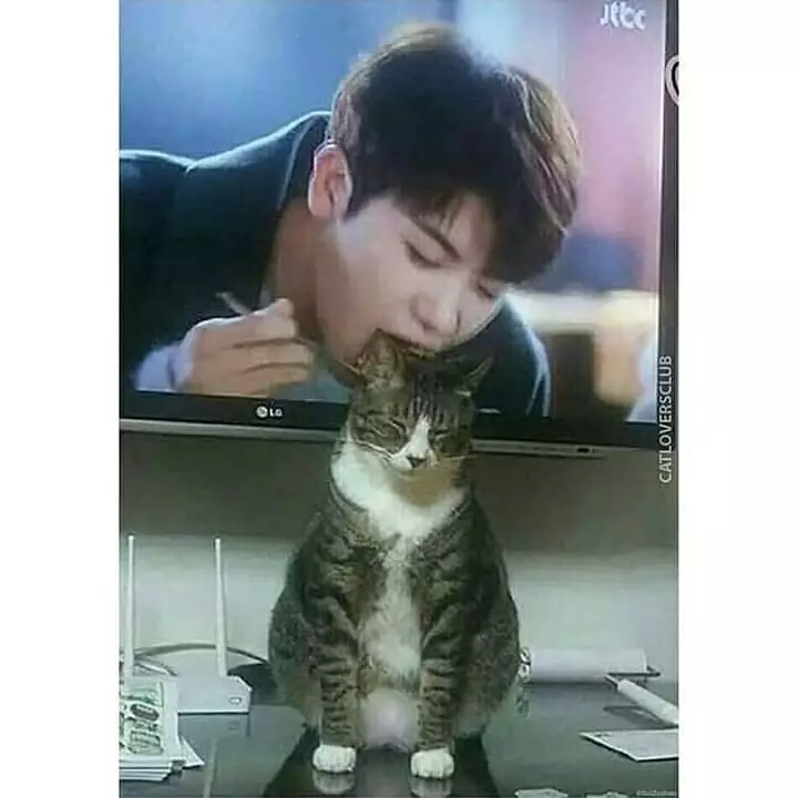 Momen pas kucing di depan TV Berbagai sumber