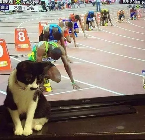 Momen pas kucing di depan TV Berbagai sumber