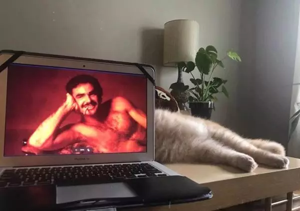 Momen pas kucing di depan TV Berbagai sumber