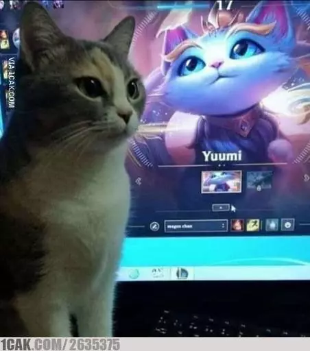 Momen pas kucing di depan TV Berbagai sumber