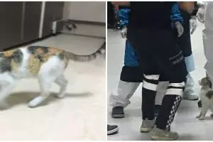 Momen haru induk kucing bawa anaknya berobat ke rumah sakit