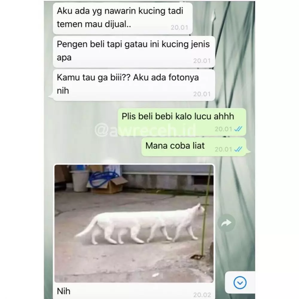 chat lucu nggak perlu ditanya © 2020 instagram.com chat lucu nggak perlu ditanya © 2020 instagram.com