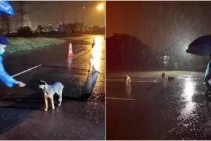 Potret polisi sahur di jalan sambil beri makan anjing liar, salut