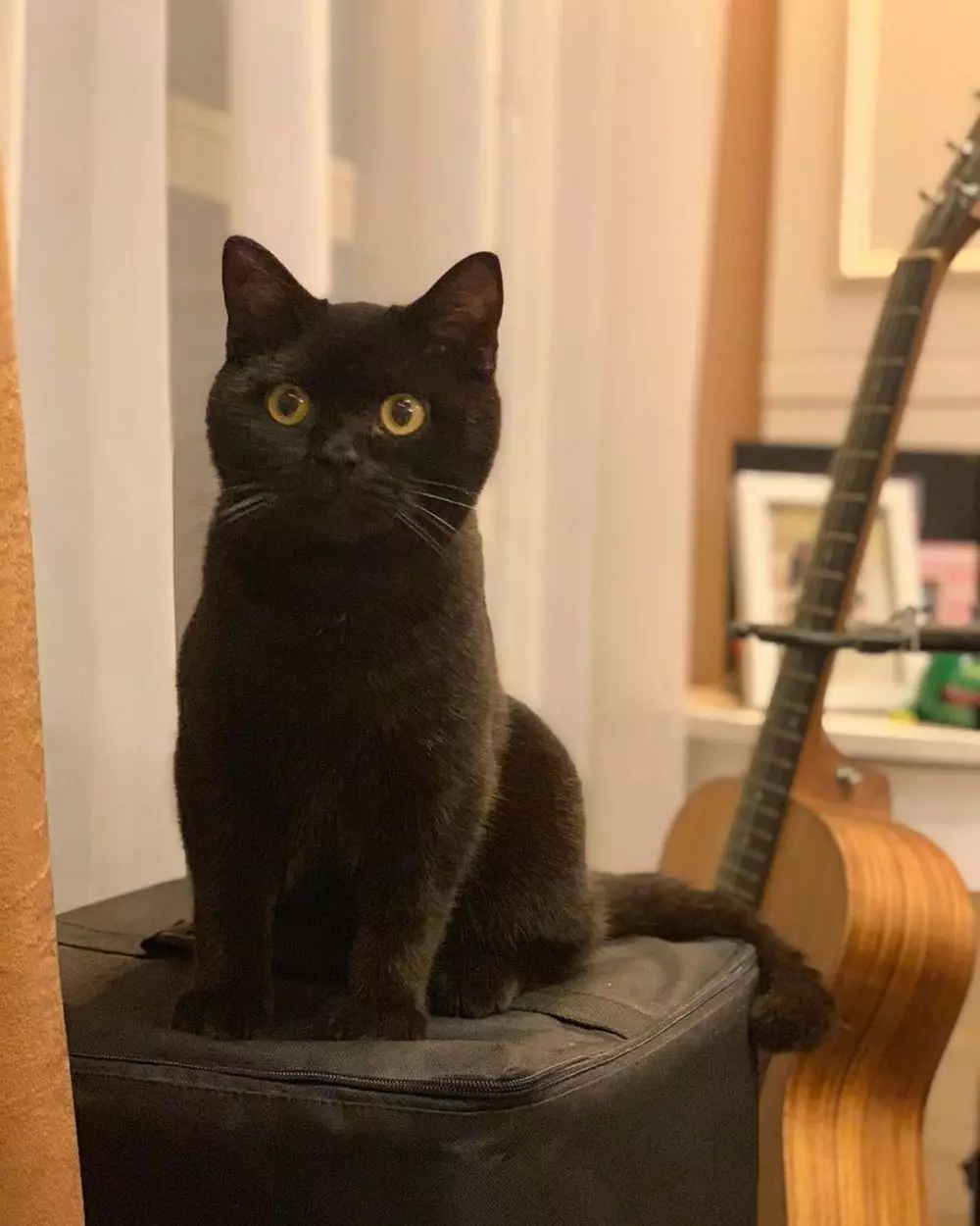 seleb ditinggal hewan peliharaan Berbagai sumber  seleb ditinggal hewan peliharaan Berbagai sumber