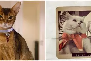 Cerita sedih 5 seleb ditinggal hewan peliharaan, bikin haru